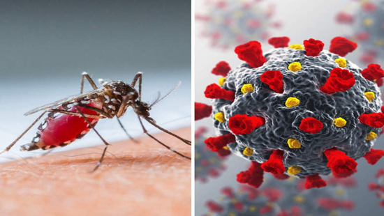 Virus sốt xuất huyết là gì